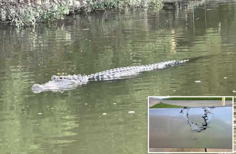 Mystery alligator attacks in Texas leave two boats ‘chomped’