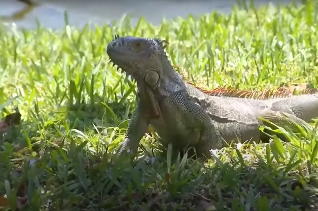 Miami Beach Mayor Dan Gelber plans on allocating $200,000 for iguana bounties.