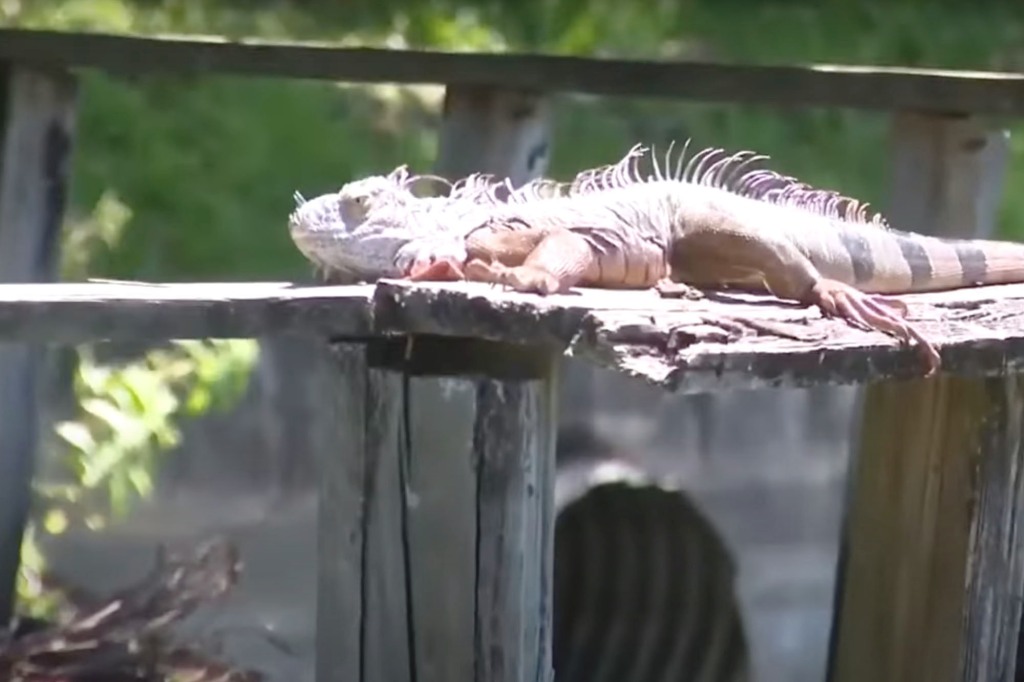 Local residents consider iguanas to be an invasive species.