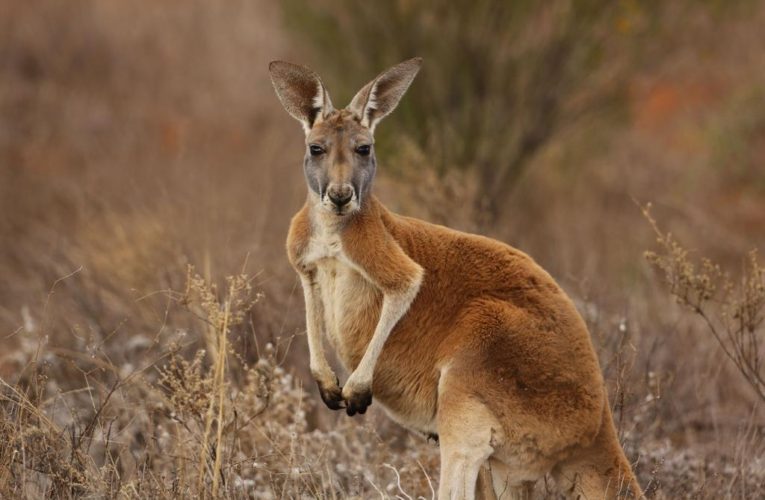 Kangaroo kills 77-year-old man in southwest Australia