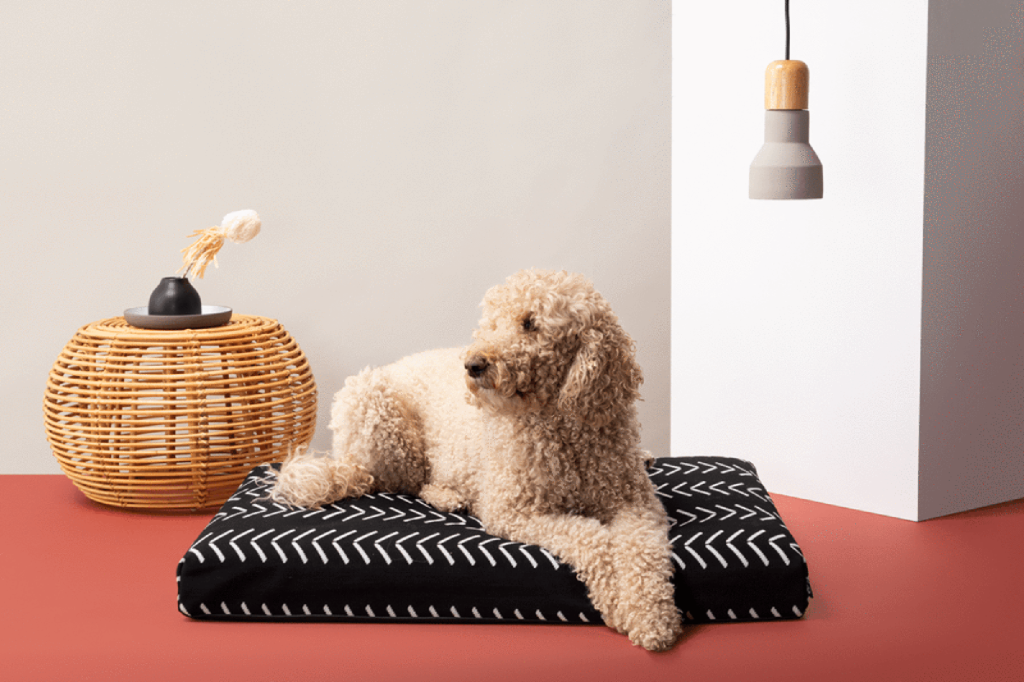 A fluffy tan dog on a black and white dog bed