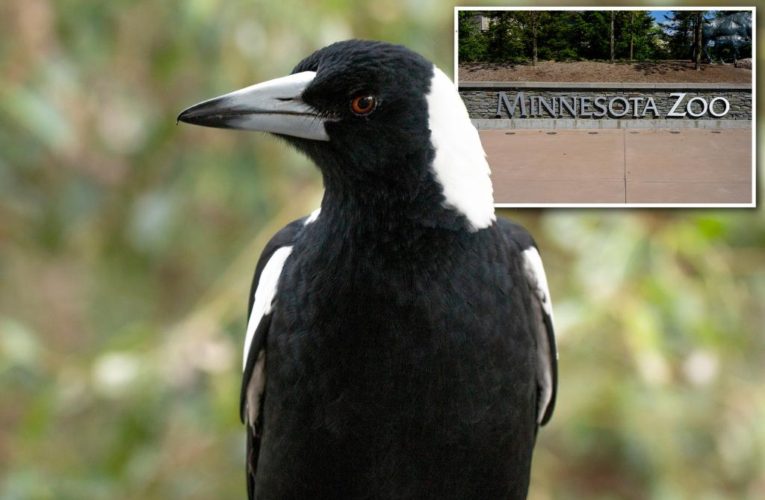 Birds escape Minnesota Zoo prompting aviary upgrade