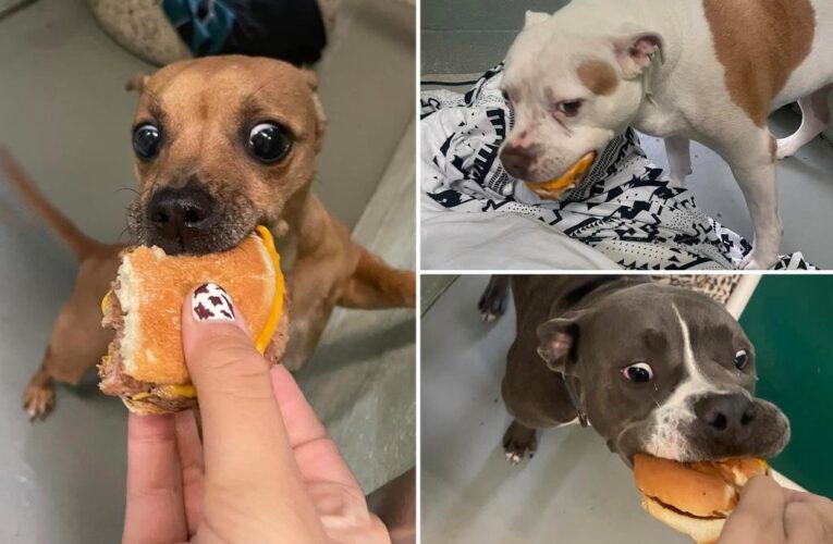 Pictures of pups chowing down on McDonald’s burgers go viral