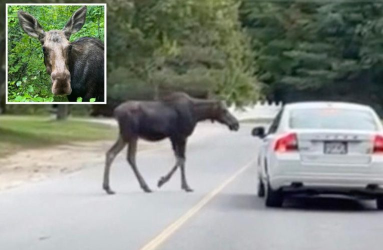 Loose moose meanders through Massachusetts neighborhood