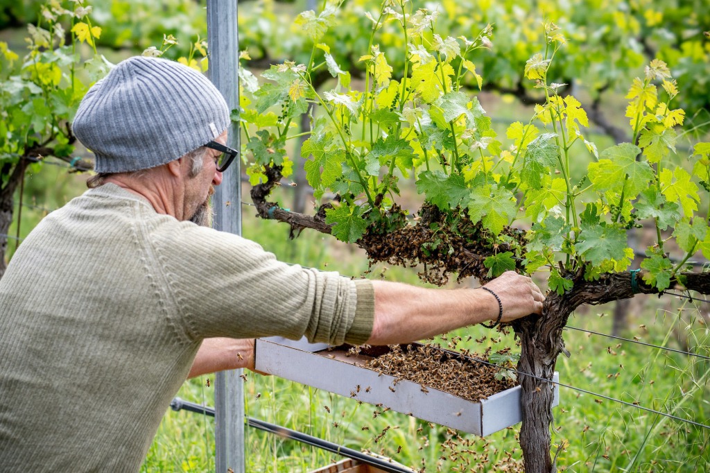Rob Keller checking on his bees at a vineyard. 