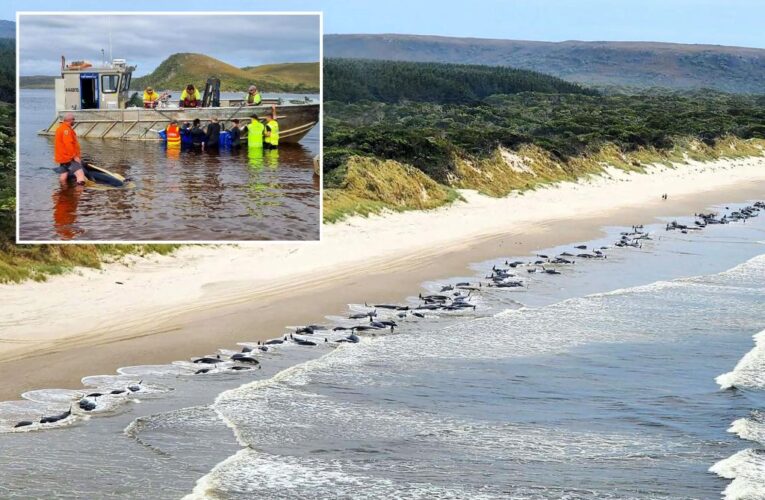 Wildlife team rescues 32 beached pilot whales mass stranding in Australia