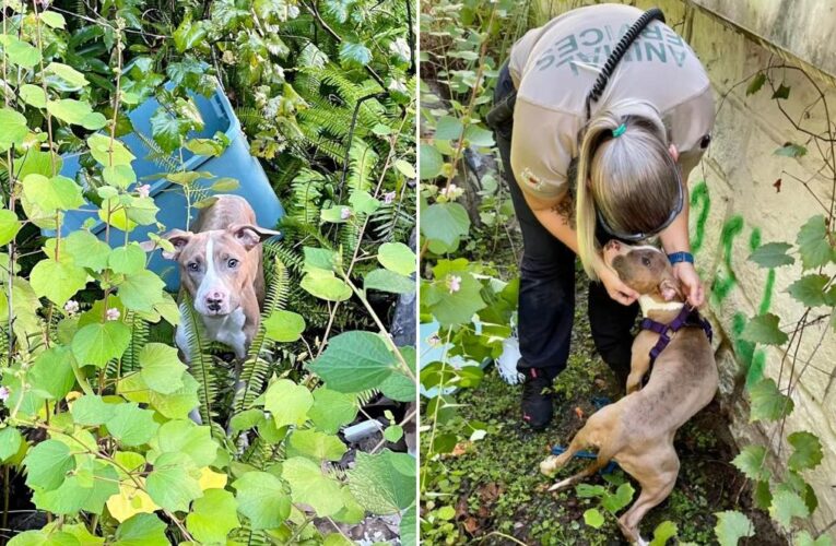 Florida dog rescued after being thrown off bridge in plastic container