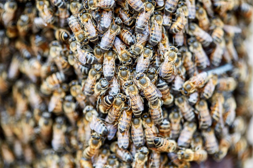 Dozens of bees cover a surface. 