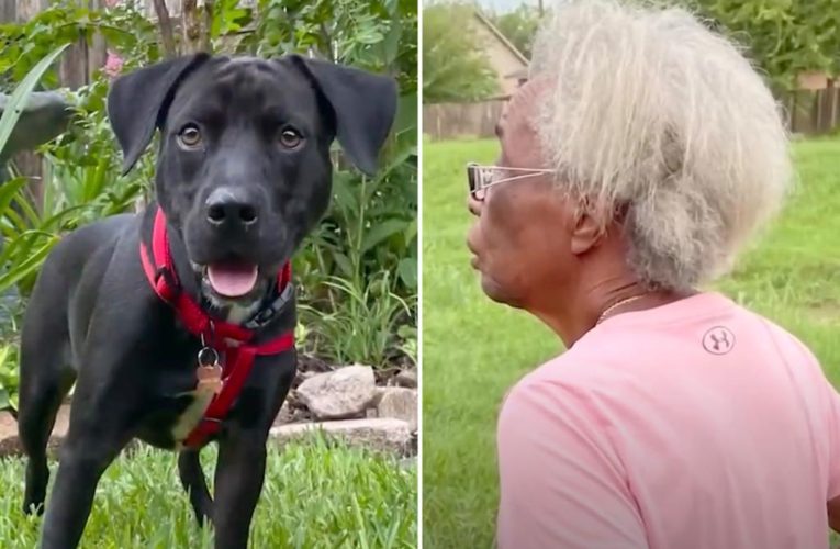Hero pup guards woman, 84, for 2 days while missing and unconscious