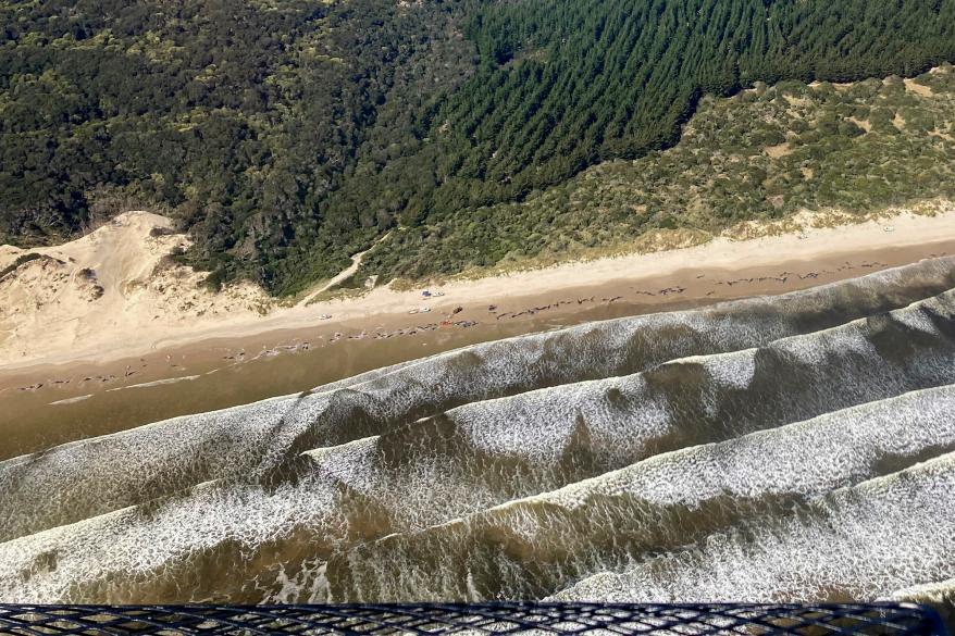 A picture of whales stranded on Ocean Beach in Australia.