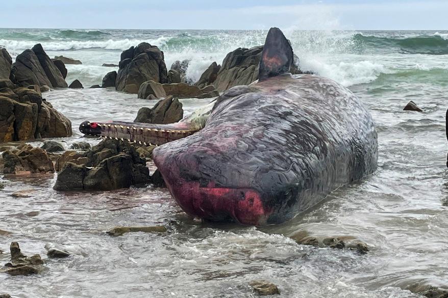 A picture of a dead sperm whale on a beach at King Island, Tasmania.