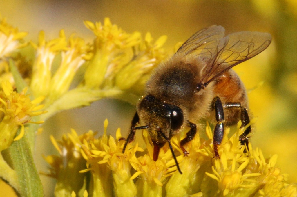 Close up of a honeybee.