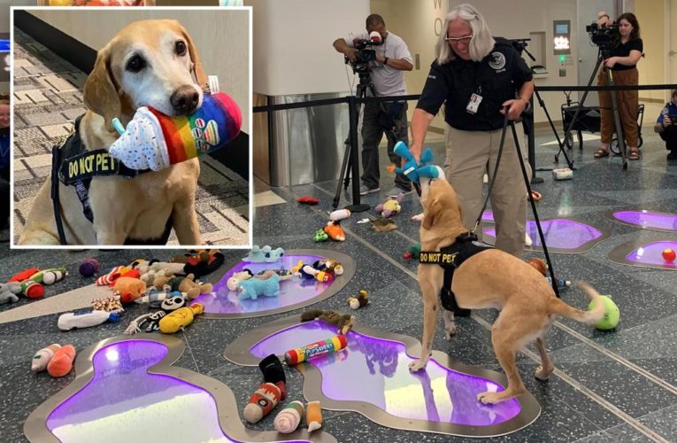 Dog called ‘Cutest Canine’ by TSA retires after 10 years of service