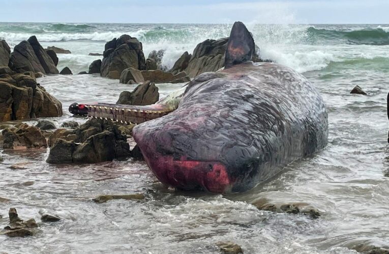 Mystery as 14 sperm whale carcasses wash up in Tasmania