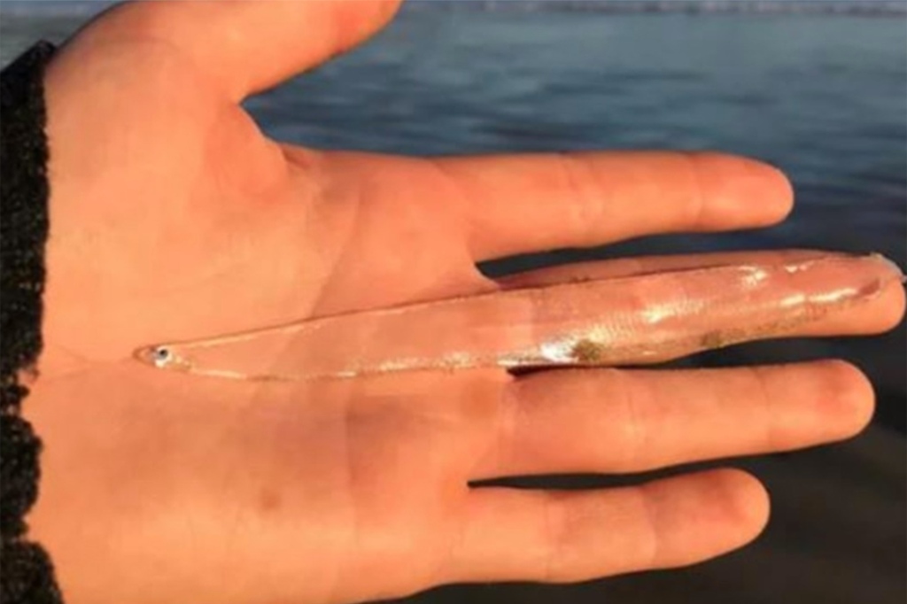 Woman finds transparent fish on Tasmanian beach.