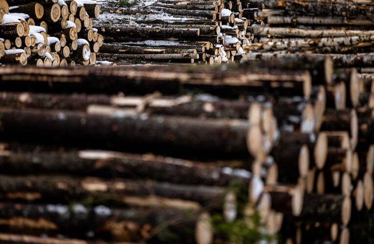 Europe’s energy crisis: Wood industry booms before winter of discontent