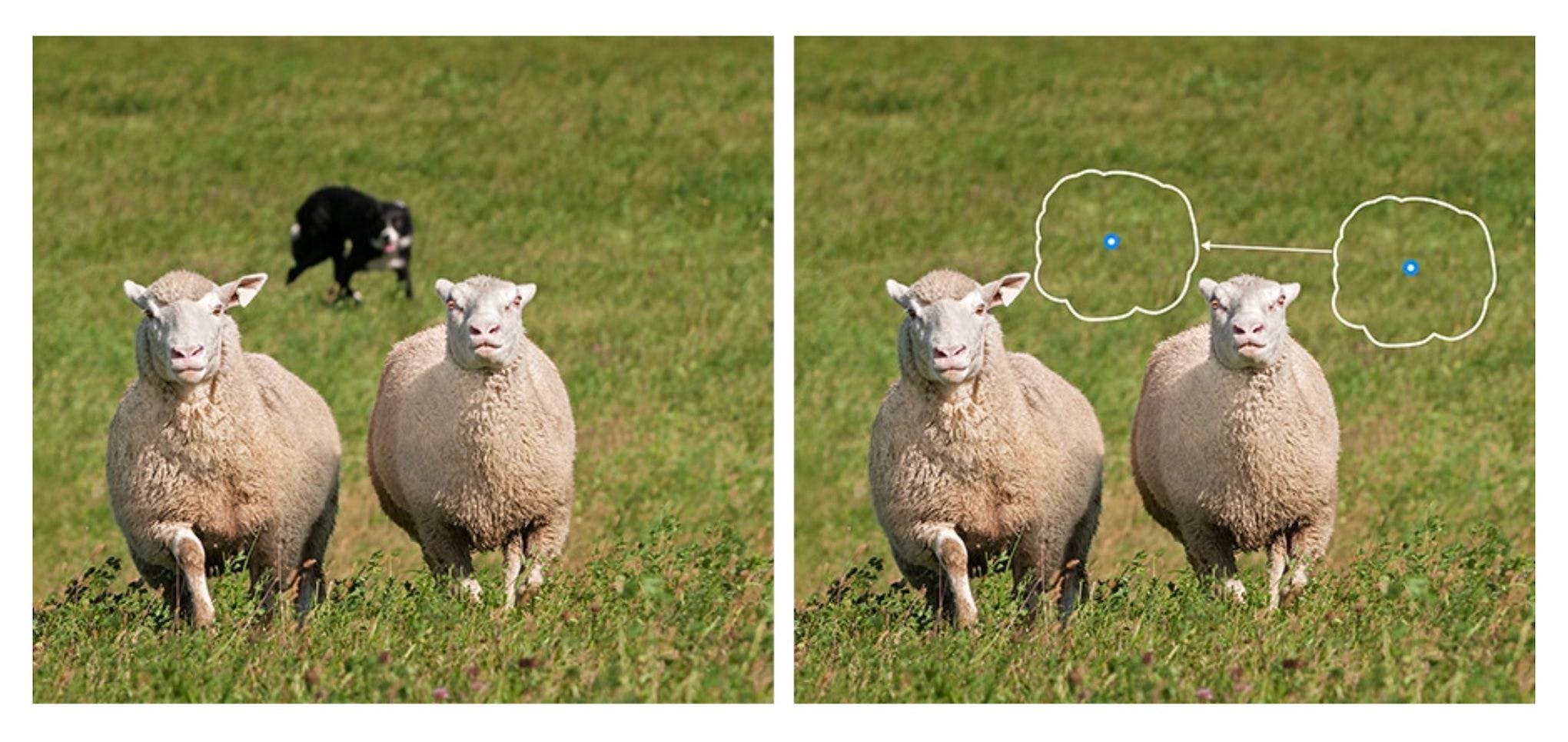 A screenshot of the previous heal tool in Adobe Lightroom being demonstrated on a scene with sheep and a dog in the background.