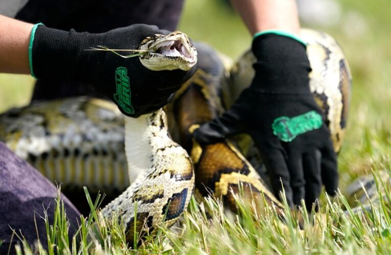 Contestants remove 230 snakes from Everglades