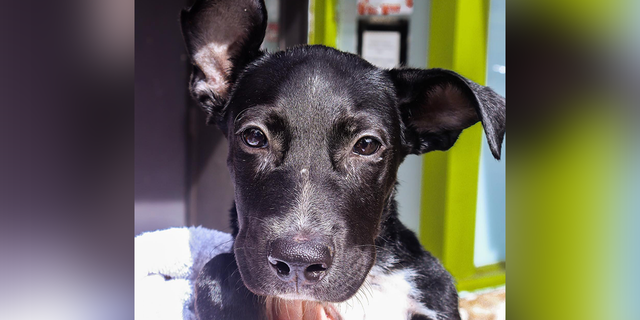 The man who rescued the puppy drove two hours to the Austin Pets Alive! Puppy Parvo ICU. This shelter operates one of the country's only Parvo ICUs and was able to treat the puppy.