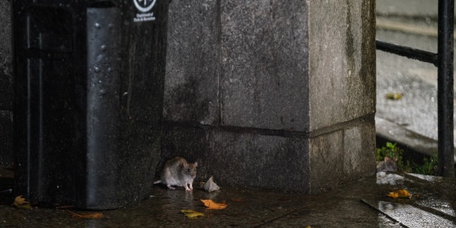 A rat is seen by a trash bin in New York, United States on October 19, 2022.