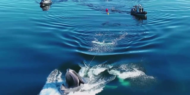 The whale surfaced and did a backflip to free itself after rescuers added drag to the the rope that was caught in the animal's mouth.