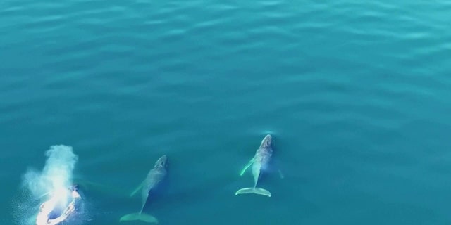 The newly freed humpback whale swam away with its two companions.