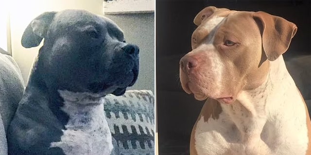 The Bennard family pit bulls, Cheech and Mia, who were euthanized Thursday. 