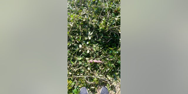 This undated photo provided by Ashley Garner shows the brush pile where Garner's lost wedding ring was found after Hurricane Ian passed through the area, in Fort Myers, Florida.