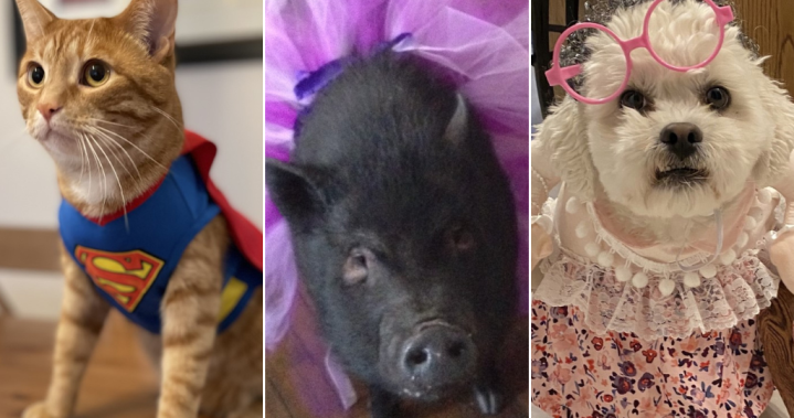 Global News readers’ pet costumes will make Halloween paw-sitively delightful