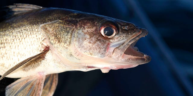 This male walleye fish from Lake Pueblo State Park was caught during the annual Colorado Parks and Wildlife walleye spawn operation on March 22, 2018.