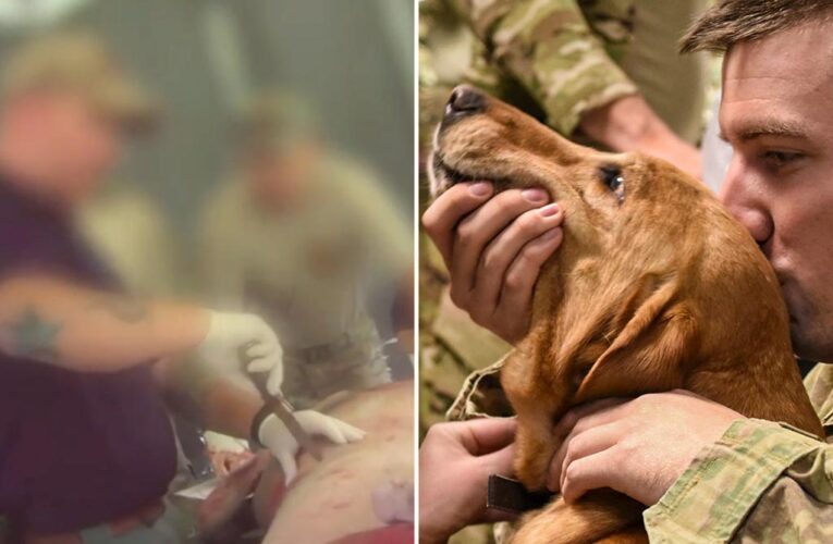 PETA, Army in battle over animal wounding research