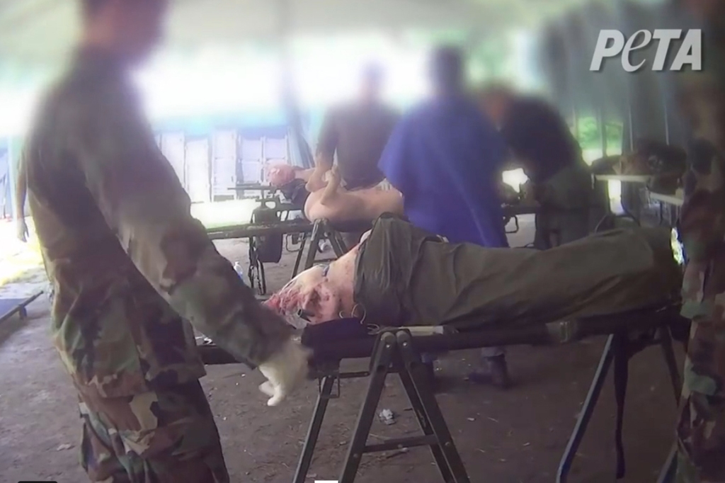 Pigs are wounded for use in an Army medical training event covertly recorded by PETA.