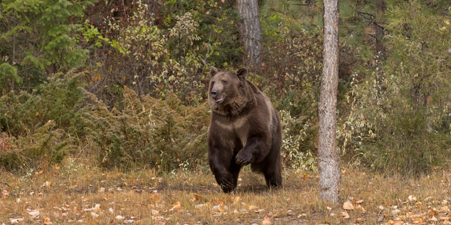 A grizzly bear in the wild.