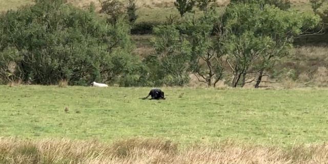 A teenage camper captured footage of a big cat feeding on a dead sheep at a beauty spot, sparking fears a panther is prowling the British countryside