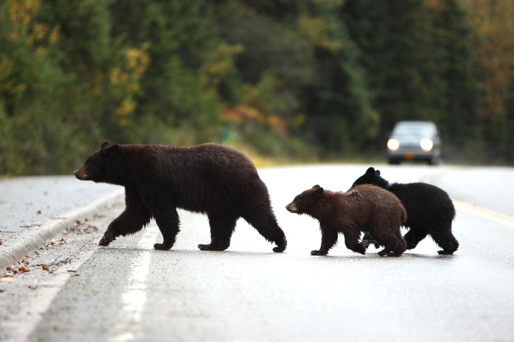 Mother black bear and two cubs
