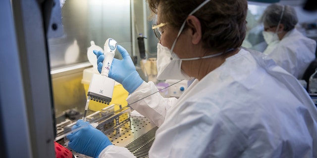 Healthcare workers work on the preparation of evaluation swabs for Coronavirus in a research laboratory.