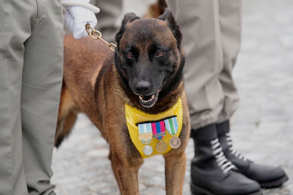 The regiment currently consists of 650 army personnel and 550 dogs.