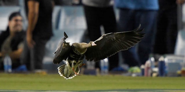 A goose flies on the field during the eighth inning of game two of the National League Division Series between the Los Angeles Dodgers and San Diego Padres at Dodger Stadium on October 12, 2022 in Los Angeles, California.