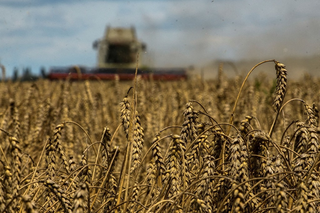 Wheat in a field with a combine in the distance