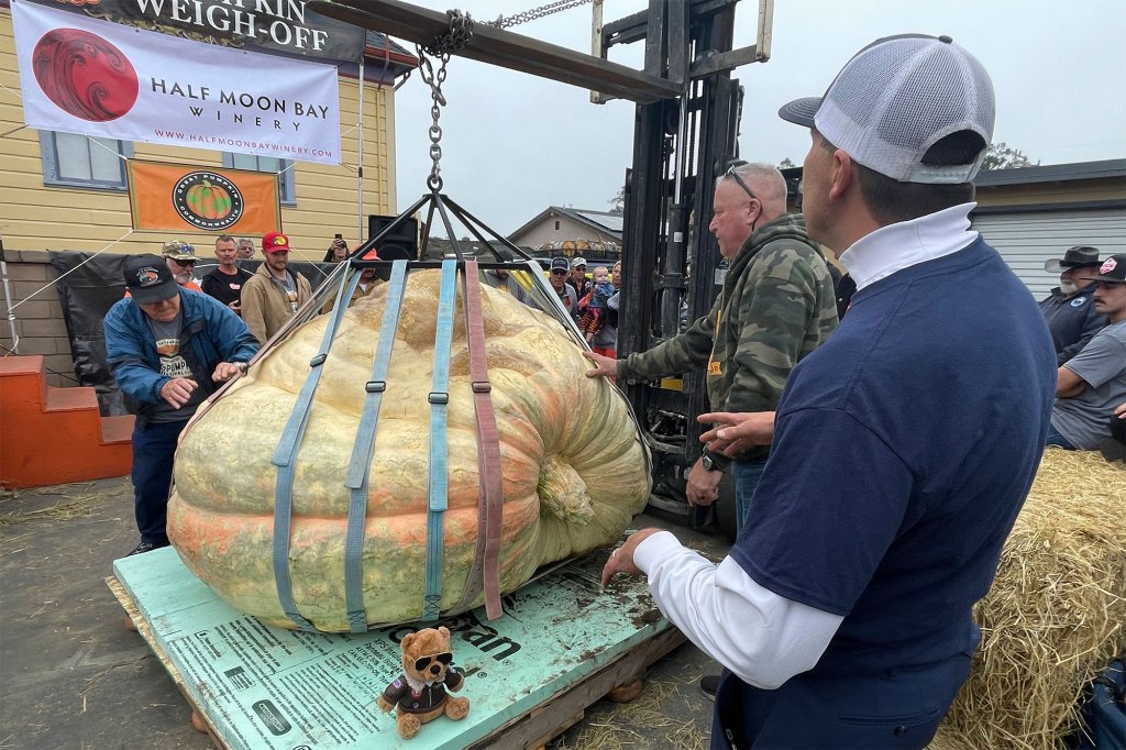Travis Gienger from Anoka, Minnesota watches as his winning pumpkin is lifted and weighed at the 49th World Championship Pumpkin Weigh-Off in Half Moon Bay, California on Oct. 10, 2022.