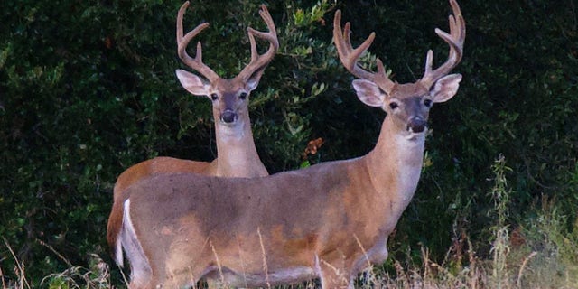 Whitetailed deer bucks