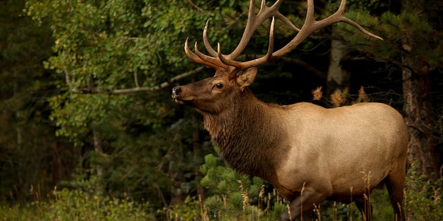 Profile view of large bull elk during the mating season rut.