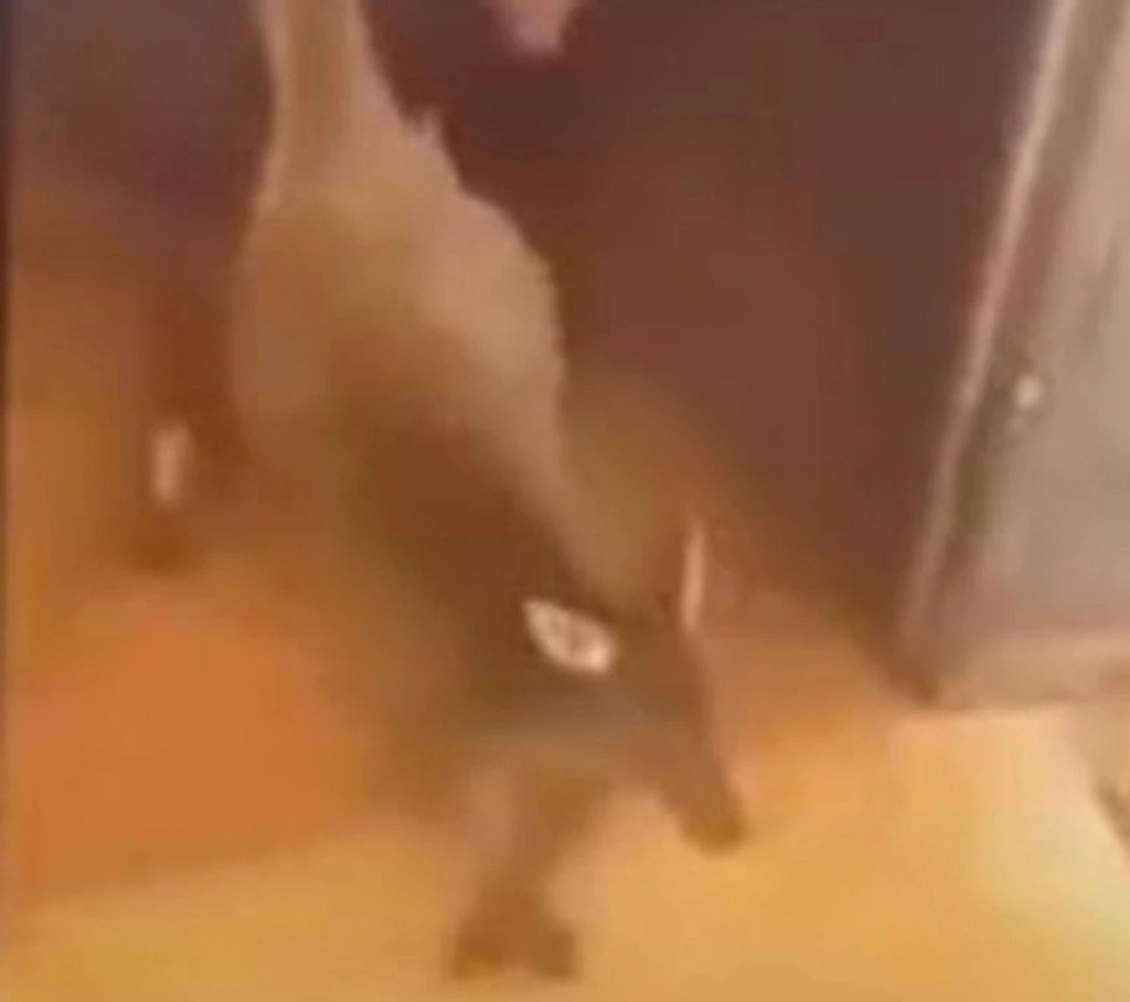 Australia's Animal Justice Party MP Mark Pearson called the video "revolting."