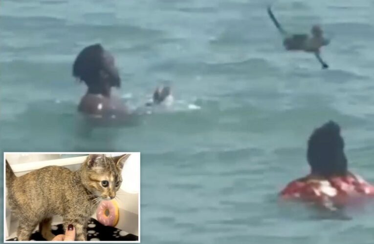 Florida beach sees sick couple torturing kitten on video