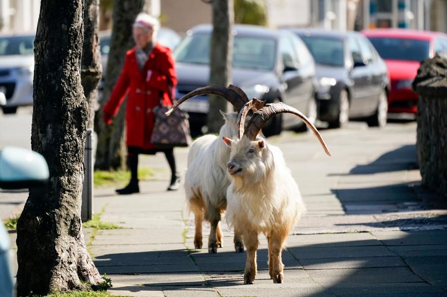 Goats on a sidewalk
