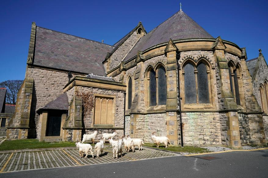 goats around a church