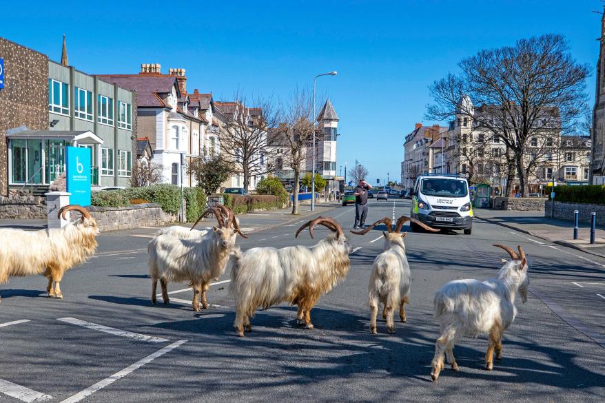 goats in the middle of the street