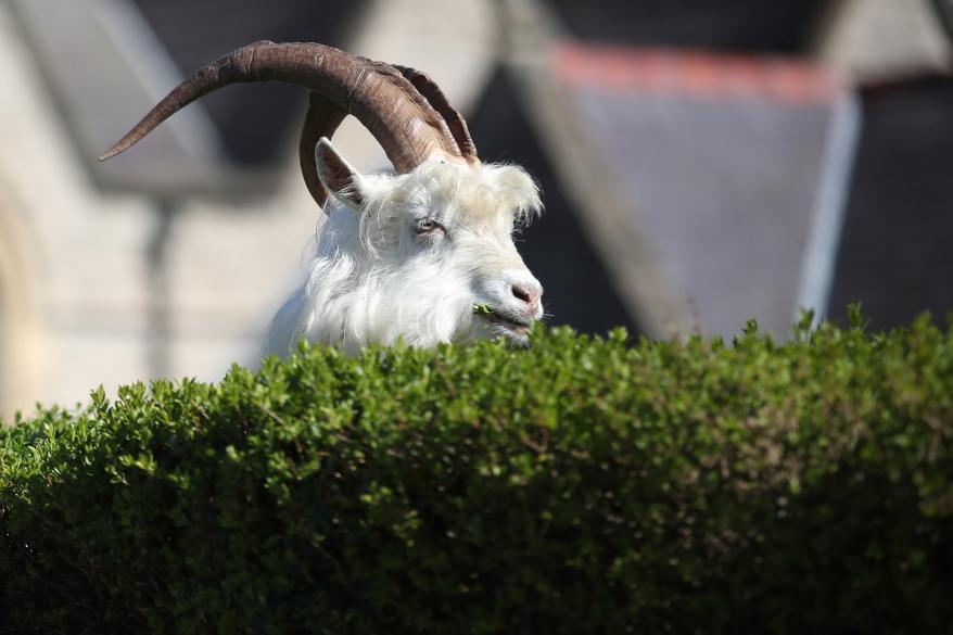 a goat eating a shrub