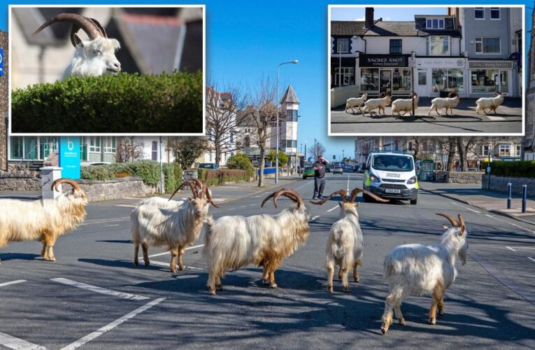 Welsh town makes goat task force