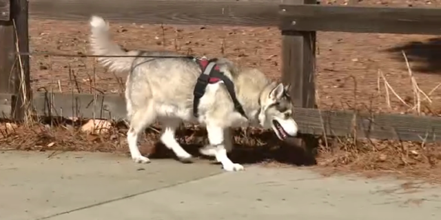 A hospital director believes that drug use in homeless encampments led to Loki being poisoned.